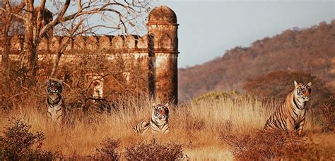 ranthambore in december|when is ranthambore national park.